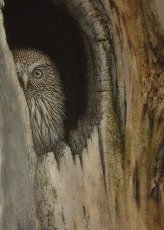Owl2 - Jack Coneby
